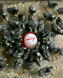 CHICKS AVAILABLE FOR SALE