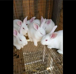 BEAUTIFUL BUNNIES AVAILABLE FOR SALE