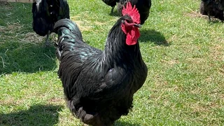 CHICKS &amp; FERTILE EGGS FOR SALE!