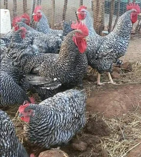 Potch Koekoe Chicks For Sale