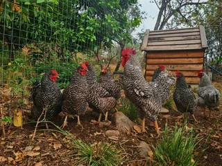 Potch Koekoe Chicks For Sale