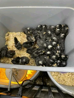 Potch Koekoe Chicks For Sale