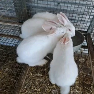 Beautiful bunnies for sale
