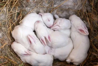 Beautiful bunnies for sale