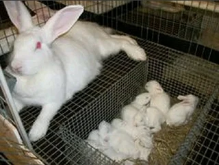 Beautiful bunnies for sale