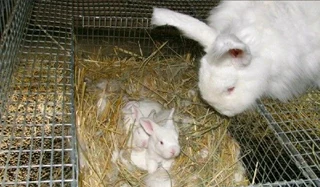 Beautiful bunnies for sale