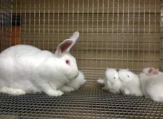 Newzealand White Rabbits available for sale