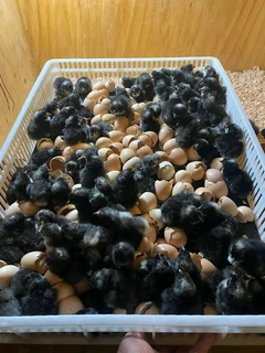 POTCH KOEKOE &amp; BLACK AUSTRALORP CHICKS FOR SALE