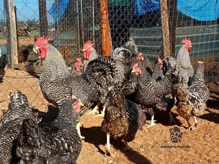 POTCH KOEKOE &amp; BLACK AUSTRALORP CHICKS FOR SALE