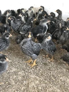 QUALITY POTCH KOEKOEK CHICKS FOR SALE