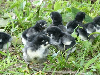 QUALITY BLACK AUSTRALORP CHICKS FOR SALE