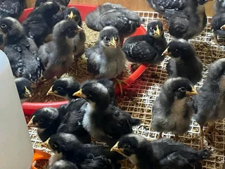 POTCH KOEKOE CHICKS FOR SALE