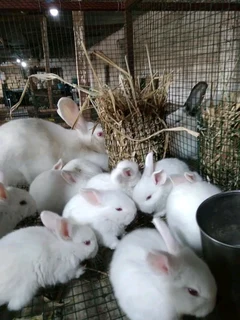 BEAUTIFUL BUNNIES FOR SALE