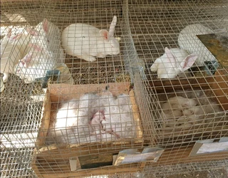 BEAUTIFUL BUNNIES FOR SALE