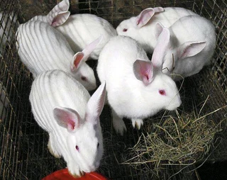 Beautiful Bunnies Available For Sale