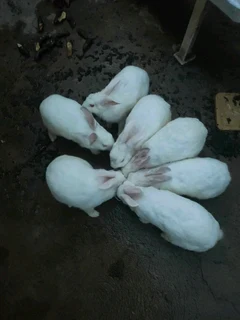 BEAUTIFUL BUNNIES AVAILABLE FOR SALE