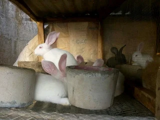 BEAUTIFUL BUNNIES AVAILABLE FOR SALE