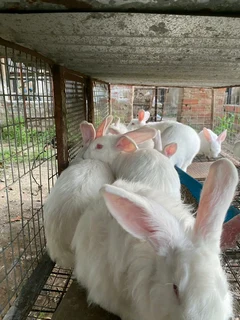NEWZEALAND WHITE RABBITS FOR SALE