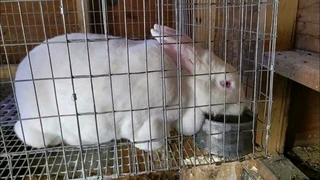 NEWZEALAND WHITE RABBITS FOR SALE