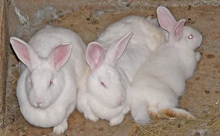 NEWZEALAND WHITE RABBITS FOR SALE