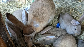 BEAUTIFUL BUNNIES FOR SALE