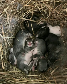 BEAUTIFUL BUNNIES FOR SALE