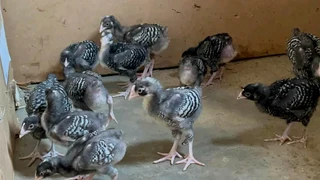 POTCH KOEKOE &amp; BLACK AUSTRALORP CHICKS FOR SALE