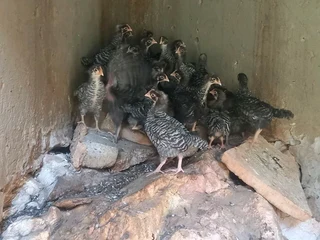 POTCH KOEKOE &amp; BLACK AUSTRALORP CHICKS FOR SALE