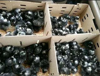 Top Quality Potch Koekoe Chicks For Sale