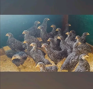 Top Quality Potch Koekoe Chicks For Sale
