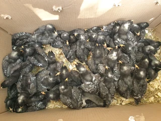 POTCH KOEKOE CHICKS FOR SALE