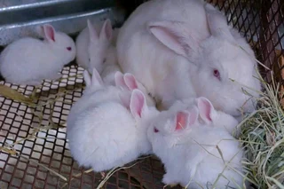 NEWZEALAND WHITE RABBITS FOR SALE