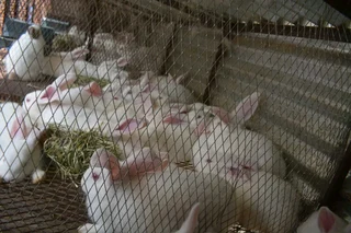 NEWZEALAND WHITE RABBITS FOR SALE