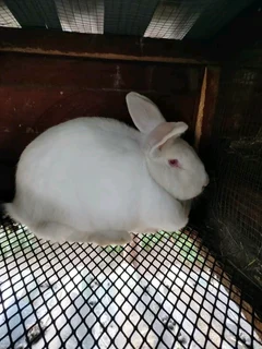 NEWZEALAND WHITE RABBITS FOR SALE