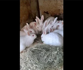NEWZEALAND WHITE RABBITS FOR SALE