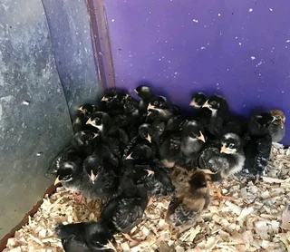 POTCH KOEKOE CHICKS FOR SALE