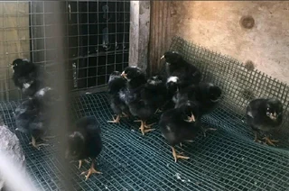 POTCH KOEKOE CHICKS FOR SALE