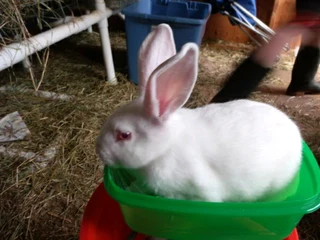 BEAUTIFUL BUNNIES AVAILABLE FOR SALE