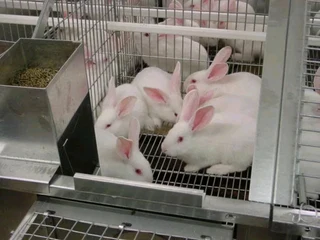 BEAUTIFUL BUNNIES AVAILABLE FOR SALE
