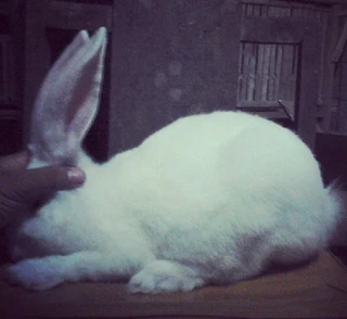 BEAUTIFUL BUNNIES AVAILABLE FOR SALE