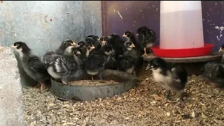 QUALITY POTCH KOEKOEK CHICKS FOR SALE
