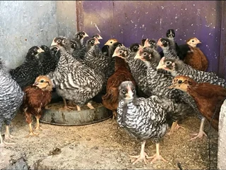 QUALITY POTCH KOEKOEK CHICKS FOR SALE