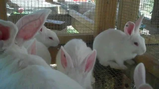 Newzealand White Rabbits For Sale