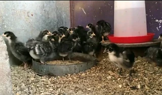 QUALITY POTCH KOEKOEK CHICKS FOR SALE