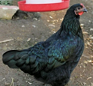 BLACK AUSTRALORP &amp; POTCH KOEKOEK CHICKS FOR SALE