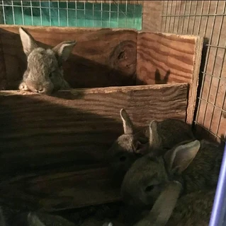 BEAUTIFUL BUNNIES AVAILABLE FOR SALE