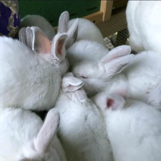 BEAUTIFUL BUNNIES AVAILABLE FOR SALE