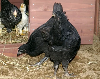 POTCH KOEKOE &amp; BLACK AUSTRALORP CHICKS &amp; FERTILE EGGS FOR SALE