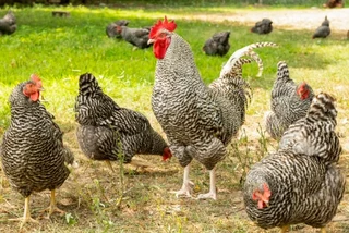 POTCH KOEKOE &amp; BLACK AUSTRALORP CHICKS &amp; FERTILE EGGS FOR SALE