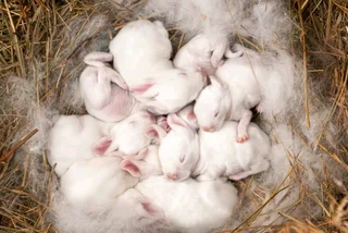 BEAUTIFUL BUNNIES AVAILABLE FOR SALE